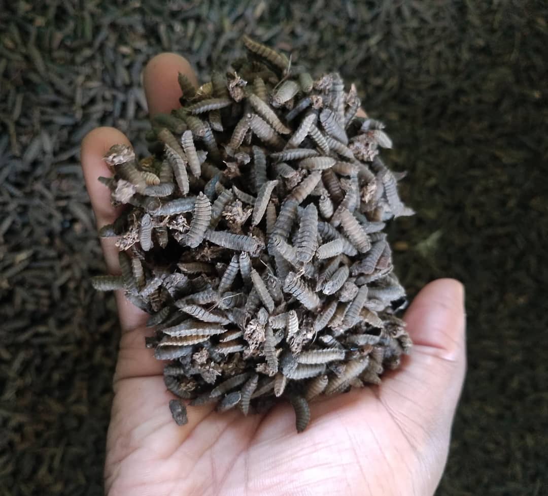 whatsapp image 2025 08 06 at 10.11.16 pm