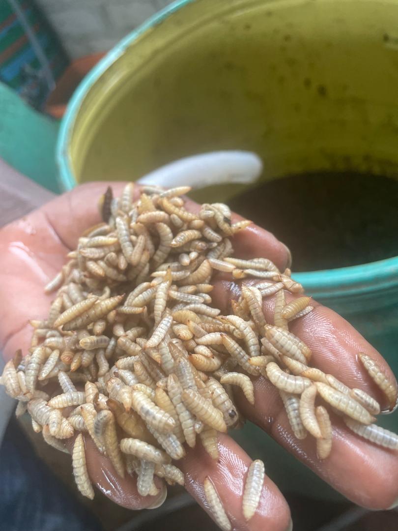 whatsapp image 2025 08 06 at 9.55.40 pm122