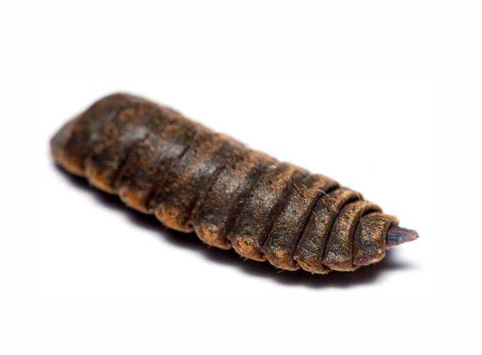 pupa2